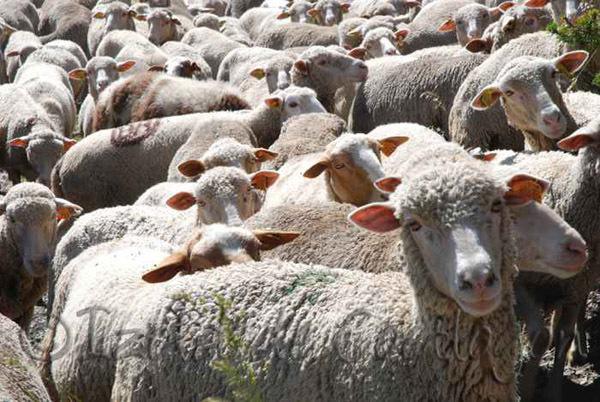 Aïd el-Kébir : les pauvres à servir, que faire de son tiers ?