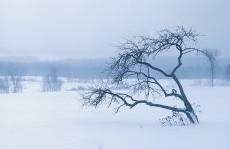 Vague de froid meurtrier aux Etats Unis
