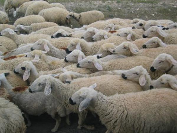 L'Aïd el-Kébir, l'occasion d'offrir le mouton aux plus démunis