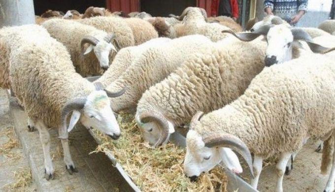 Abattage pour l’Aïd el-Kébir : les 10 conditions de réussite de l’organisation