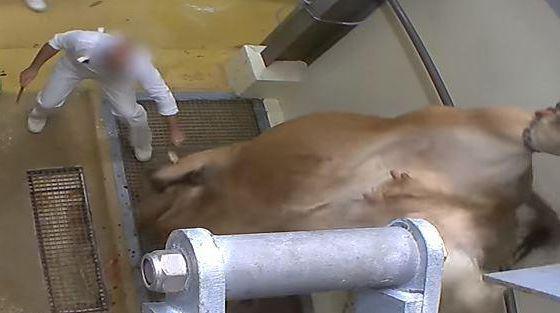 Des parlementaires proposent la vidéosurveillance dans les abattoirs