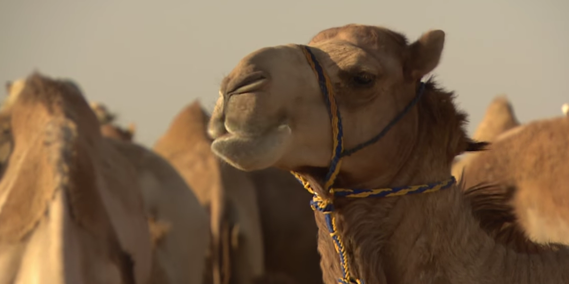 L’Arabie Saoudite expulse des milliers de chameaux qataris