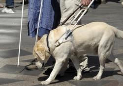 Le Chien Est Il Impur En Islam Non Pour Lunion Des