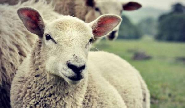 Aïd al-Adha 2018 : le CFCM rappelle ses conseils et appelle à la solidarité auprès des réfugiés