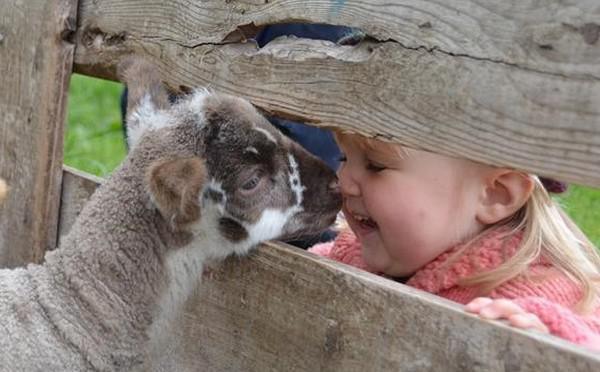 Fêter l’Aïd al-Adha avec conscience