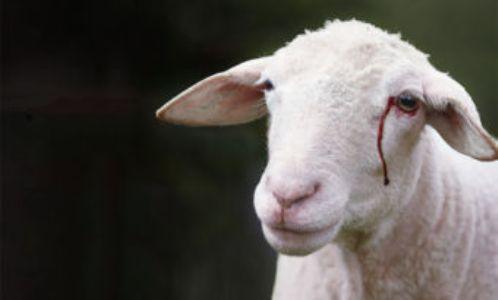 Belgique : cinq associations musulmanes portent plainte contre Gaia