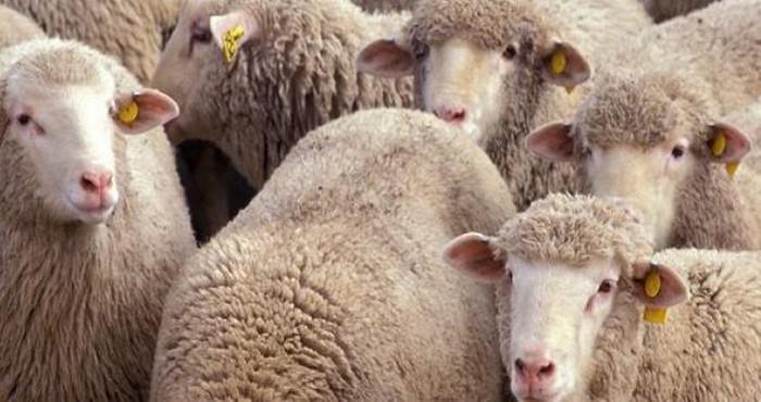 Aïd al-Adha 2019 : le nombre d'abattoirs temporaires agréés en France en baisse