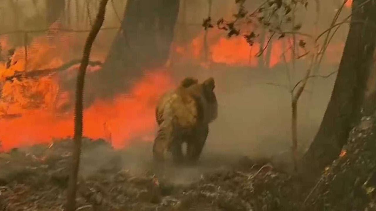 Hier, l'Amazonie ; aujourd'hui, l'Australie : Lettre à mon monde