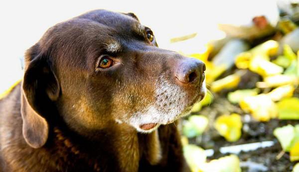 Indonésie : accusée de blasphème, une femme entrée dans une mosquée avec un chien échappe à la prison
