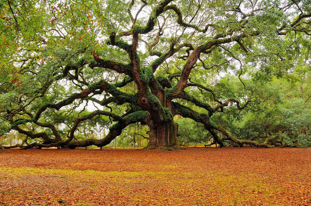 Abdessalam Yassine, un arbre bien (an)raciné