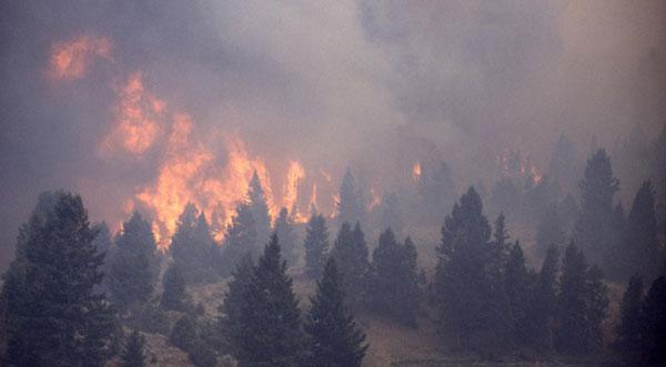 Incendies en Gironde : un appel aux dons lancé depuis la Grande Mosquée de Paris