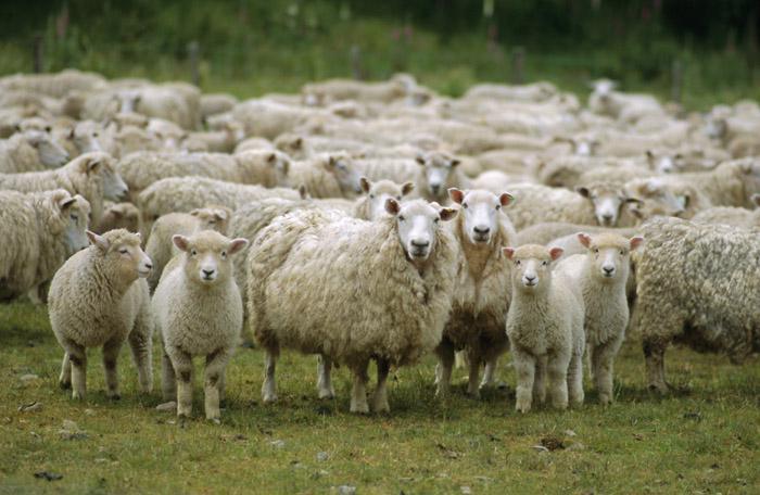 Aïd el-Kébir : le CRCM Languedoc-Roussillon appelle au boycott
