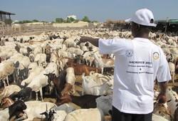 Aïd el-Kébir 2014 : les musulmans de France, entre sacrifice chez soi et don ailleurs