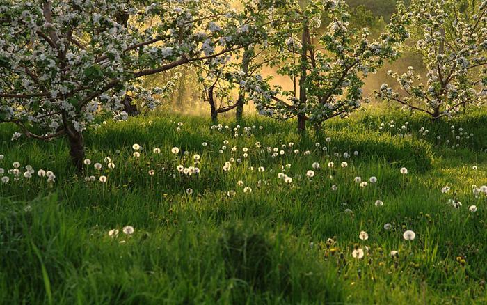 Accompagner la jeunesse musulmane : les leçons de la Nature