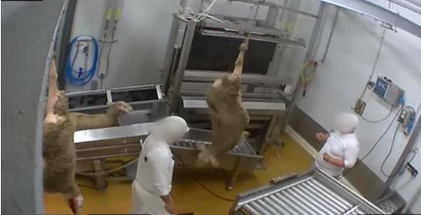 Abattoir « bio » du Vigan : la cave des horreurs pour les animaux