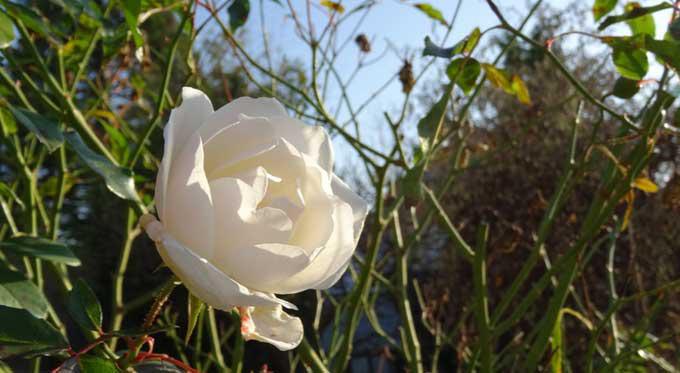 Jardine ta vie !