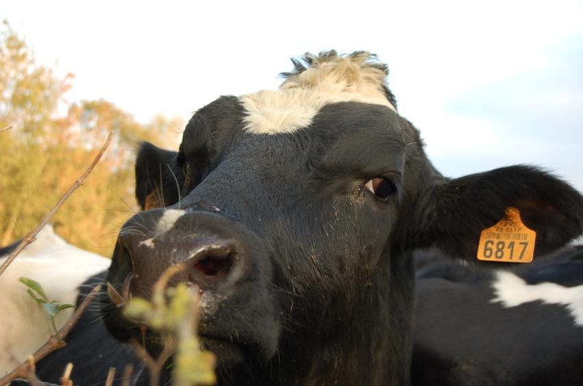 Bilan du Grenelle de l'animal : l'électronarcose écartée, la formation des sacrificateurs renforcée