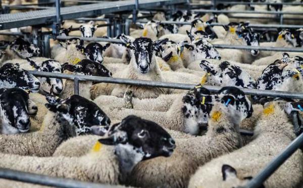 Aïd al-Adha 2021 : combien d’abattoirs agréés cette année en France ?