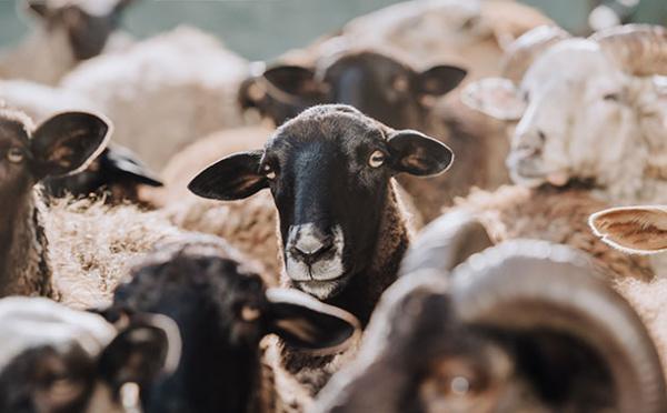 Aïd al-Adha 2022 : combien d'abattoirs agréés en France ? La liste dévoilée