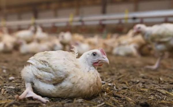 Quand les poulets « halal » de Doux cachent des conditions d’élevage indignes (vidéo)