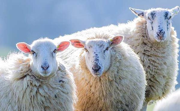 Aïd al-Adha 2025 : l’appel au boycott du sacrifice des moutons qui relance le débat en France