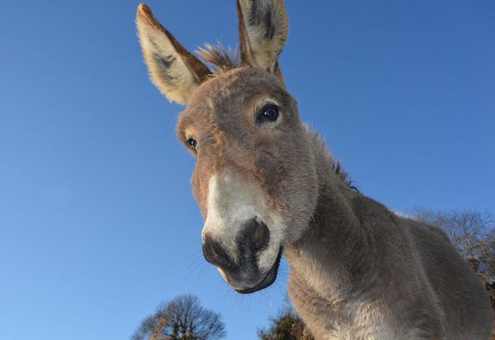 LA ERA DEL BURRO VOLADOR