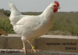 DEMOSTRADO..... ¡¡ DESCENDEMOS DE LAS GALLINAS !! (HUMOR GALLINÁCEO)