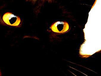Portadores de mala suete: gatos negros, martes 13 y algunos humanos gafes  que lo desgracian todo