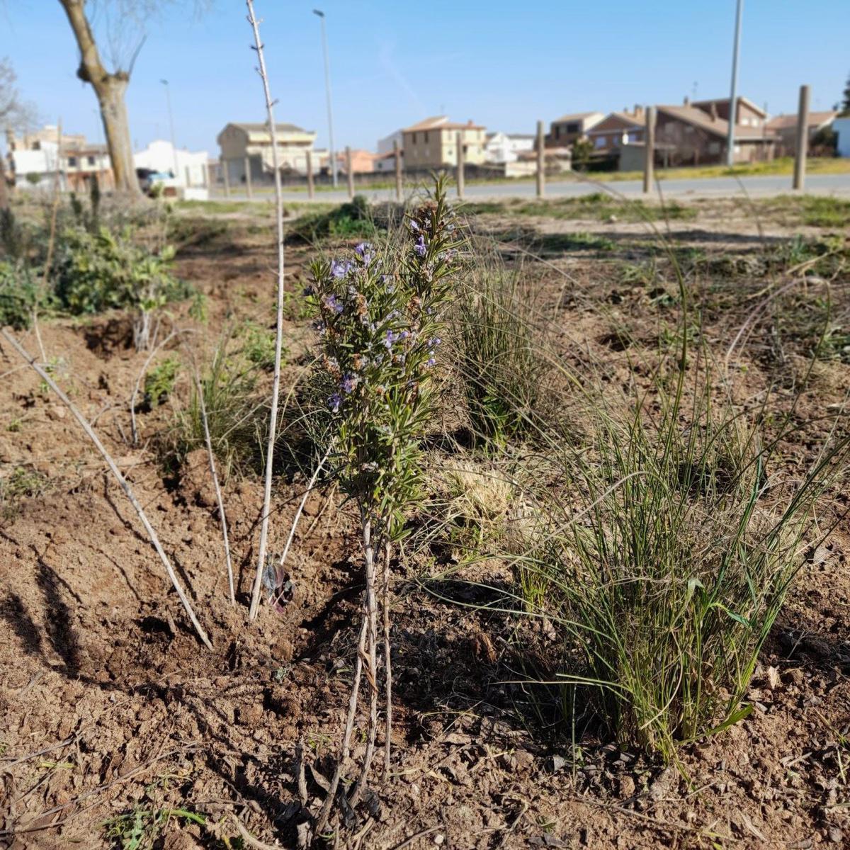 🐦🌳 AVANCES EN EL CAMINO DE LEGARDA 🌳🐦 🐦🌳 AVANCES EN EL CAMINO DE LEGARDA 🌳🐦