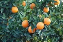 Une orange par jour éloigne le cancer