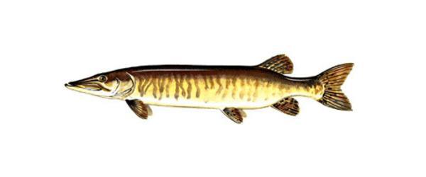 Muskellunge