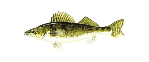 Walleye
