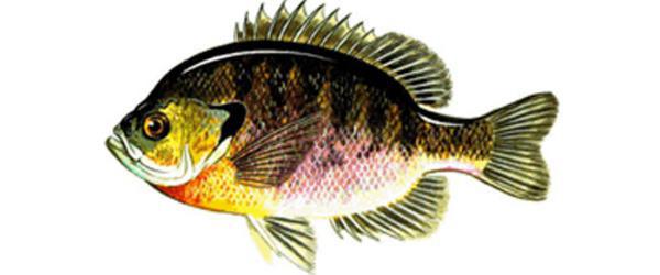 Bluegill