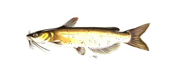 Channel Catfish