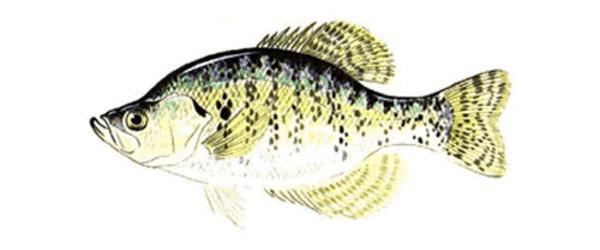 White Crappie