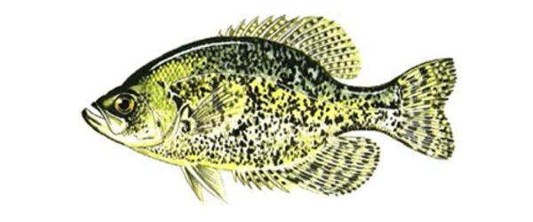 Black Crappie