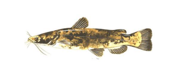 Flathead Catfish