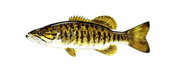 Smallmouth Bass