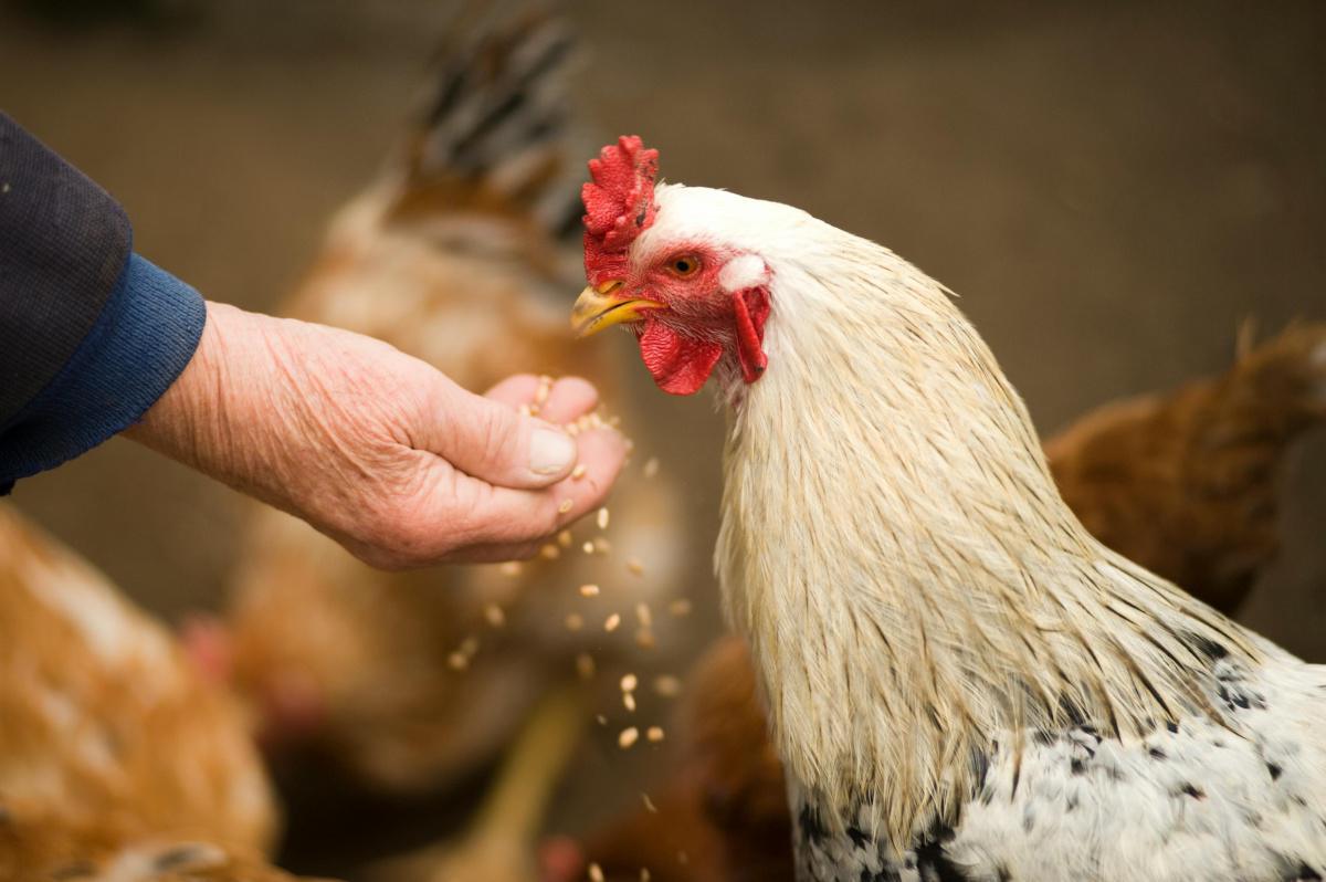 De la fermette à la révolution du poulet : Le parcours d'un pionnier de l'aviculture
