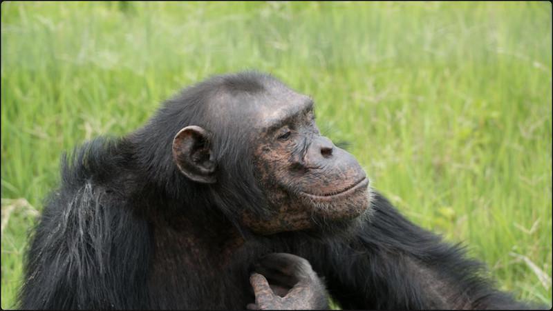 Déclin alarmant des chimpanzés face aux maladies humaines : Menaces multiples aggravées par la "zoonose inverse"