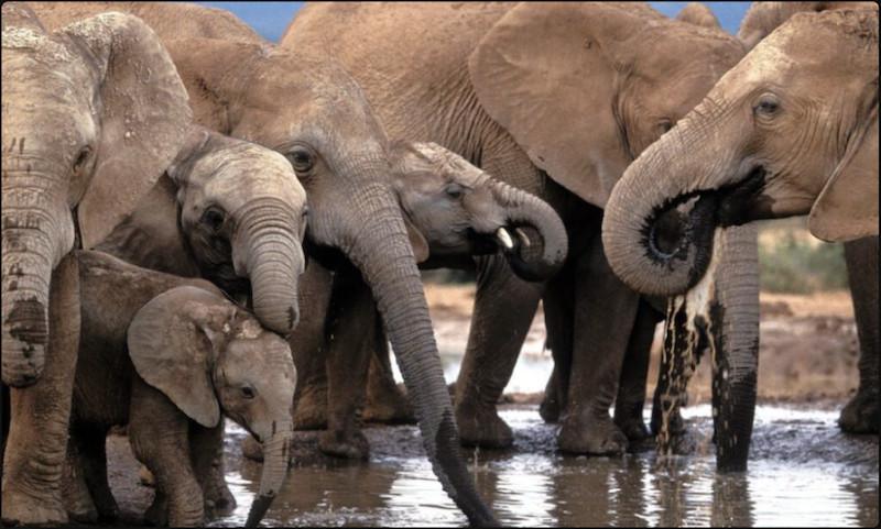 Le cadeau d'éléphants du Botswana suscite le débat au milieu des négociations sur l'interdiction des trophées en Allemagne