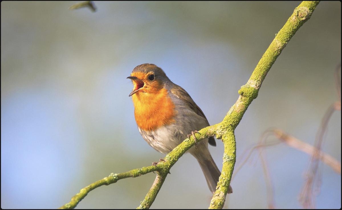 Le chant des oiseaux : un talent acquis et non inné