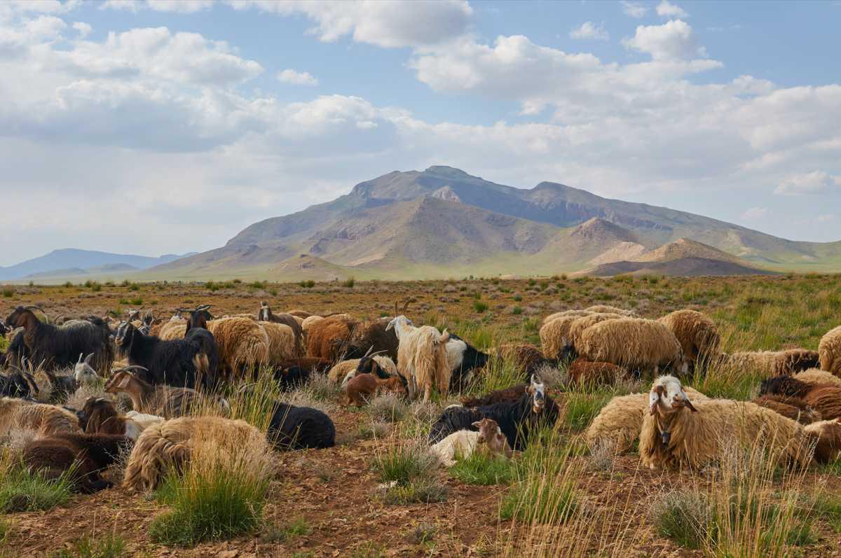 جبال زاغروس، ملتقى الأنواع البشرية