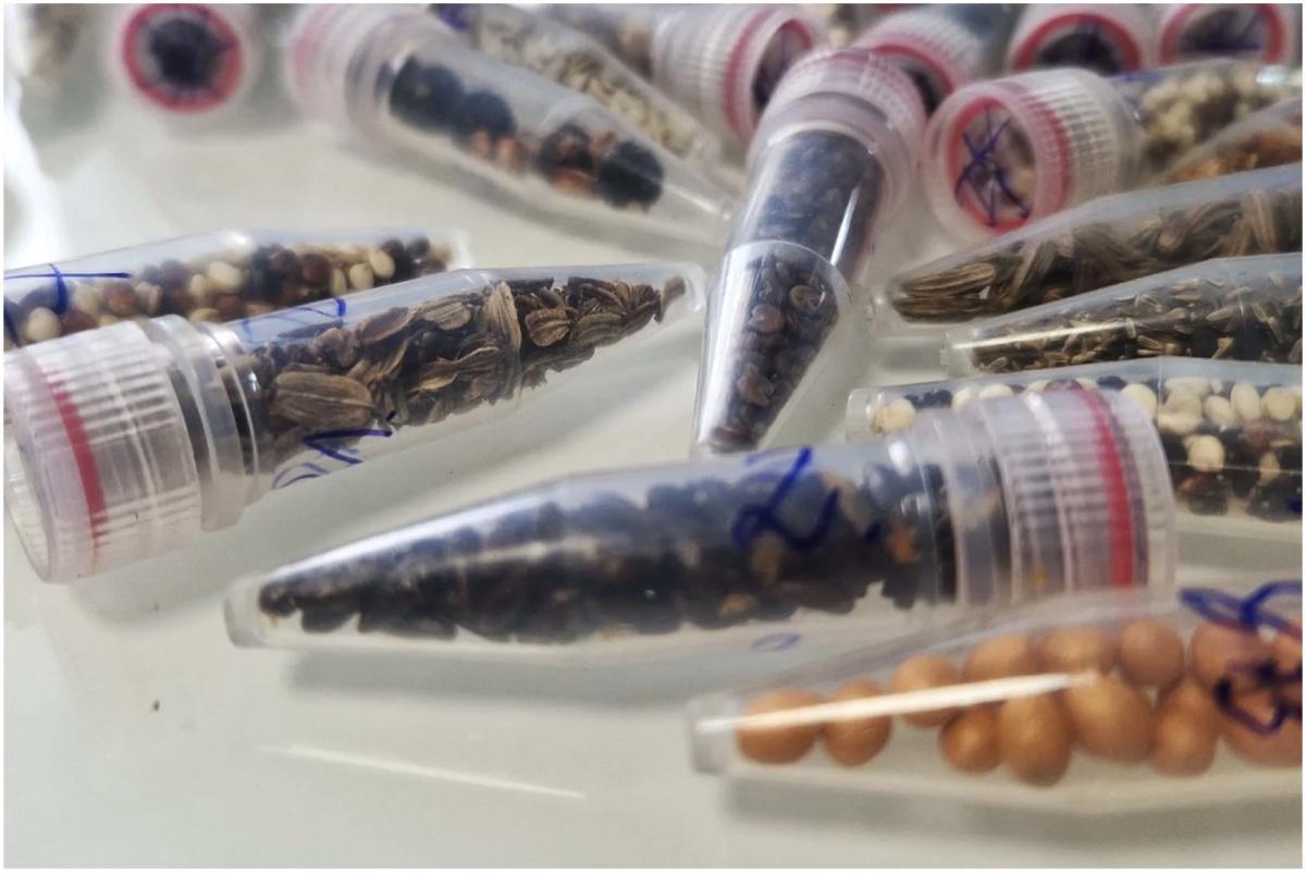 بذور القنب ترتاد الفضاء: هل تصبح "المعجزة الخضراء" حقيقة على القمر والمريخ؟