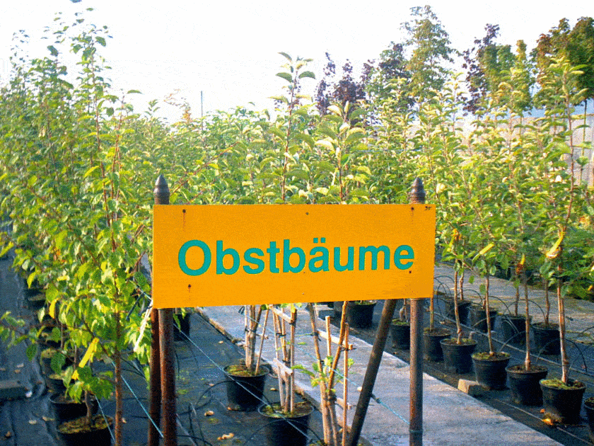 Blumenhof - Baumschule WILMS Blumenhof - Baumschule WILMS