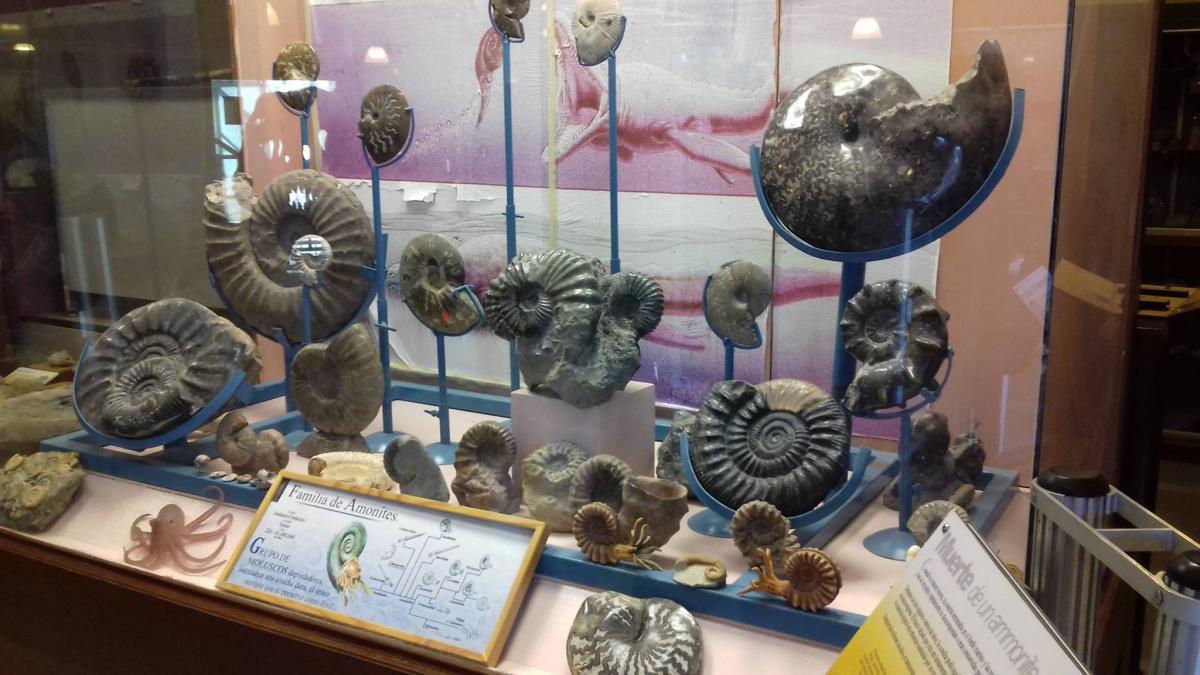 Museo de Paleontología de Delicias Museo de Paleontología de Delicias