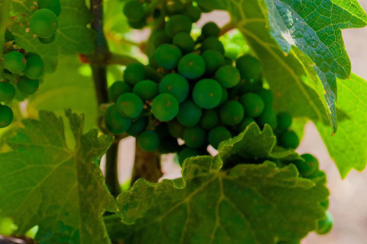 Viñedos Alta Mira