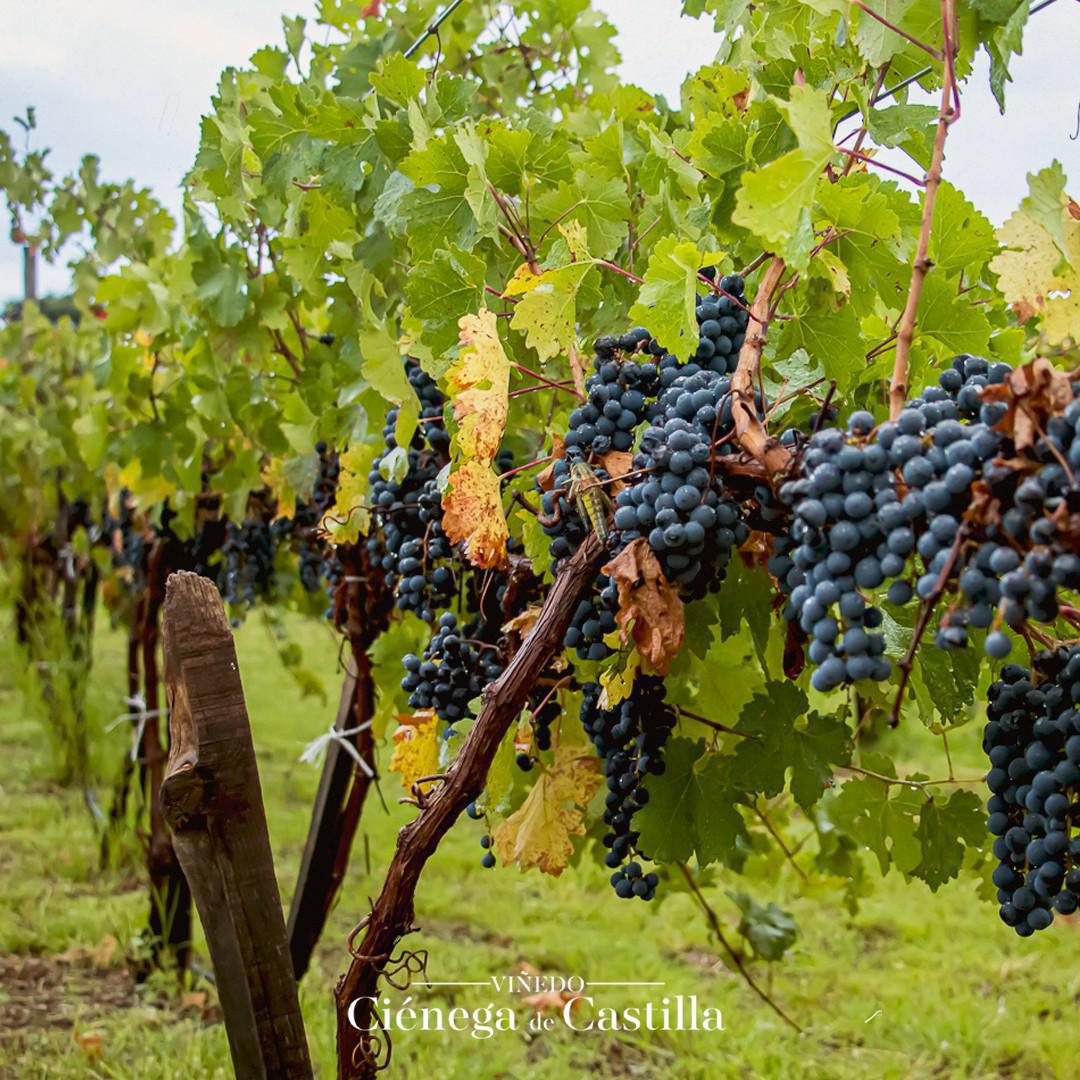 Viñedo “Cienega de castilla”