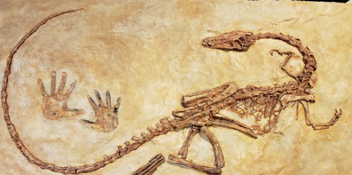Museo de Paleontología de Delicias