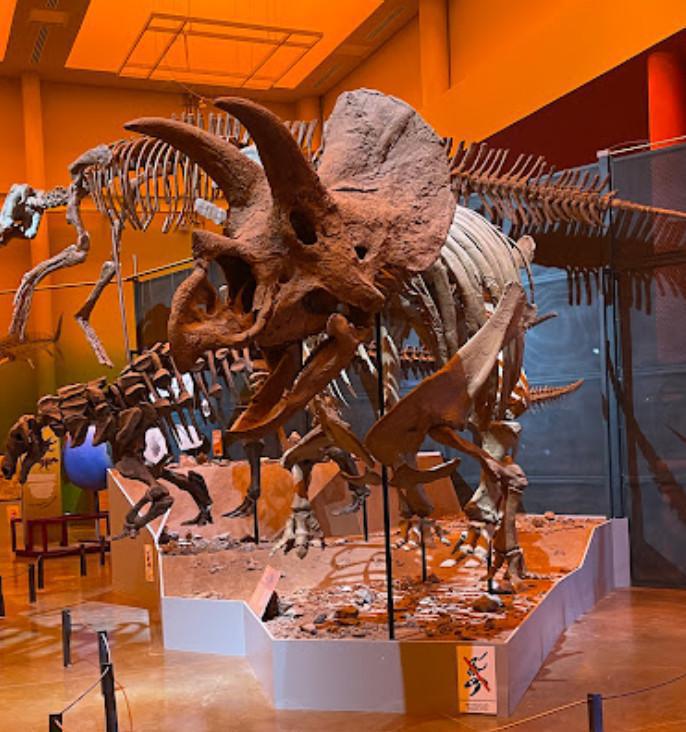 Museo del Desierto Chihuahuense (MUDECH)